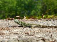 One of the many lizards that scurry around - luckily this one stood still long enough !