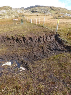This bog was too wide to jump across, so I tried to step onto a grassy patch and slipped !