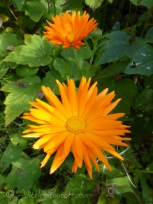 Orange English Marigolds