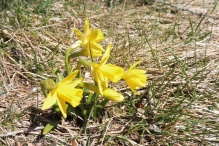 Mini-daffodils