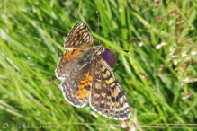 4 Fritillary of some kind