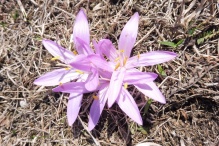 8 Spring Meadow Saffron