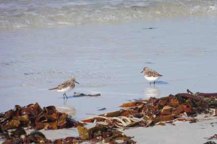 7 Sandpipers