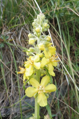 11 Thick-leaved Mullein (I think)