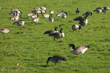 11 Canada Geese