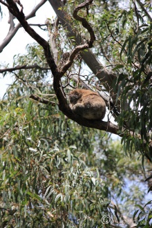 9 Balancing Koala
