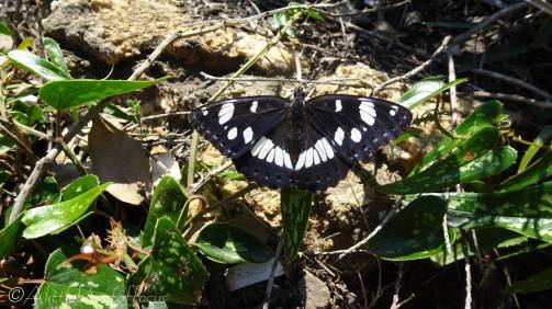 6 Southern White Admiral