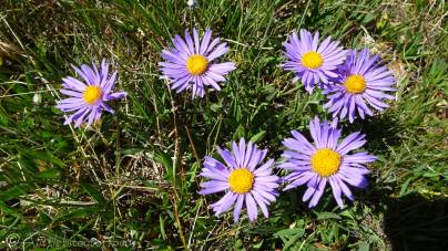 10 Asters
