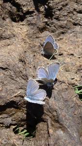 16 Blue butterflies