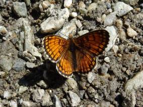 38 Unidentified orange butterfly