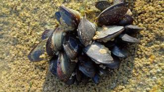 3 Mussels