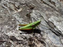 19 Small Gold Grasshopper