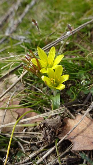 5 Yellow or Early Star-of-Bethlehem