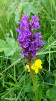 13 Common Spotted-orchid