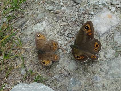 23 Pair of Large Wall Browns (I think)
