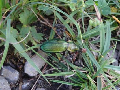17 Green beetle